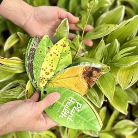 Healthy Plant Book / Gadgets