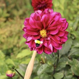 Pollination Wand / Gadgets