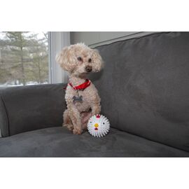 Chicken Dog Ball (DIG12) / Gadgets