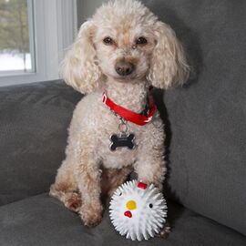 Chicken Dog Ball (DIG12) / Gadgets