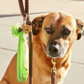 Dog Light (DIG29-EU) / Gadgets