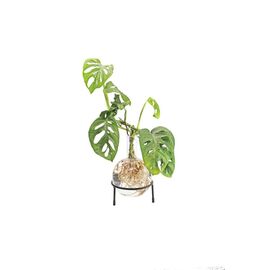 Winkee - Hydro Vase Flora / Gadgets