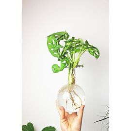 Winkee - Hydro Vase Flora / Gadgets