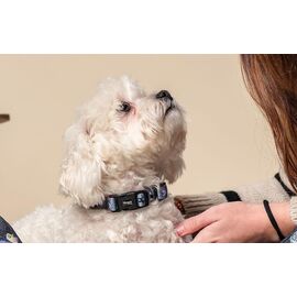 VILLAINS - Dog Collar - XS