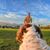 Insta360 - GO 3/GO 3S Pet Harness Mount Size S / Electronics