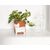 Winkee - Flower pot bowl - Flower pot cat - 13 cm / Gadgets