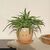 Winkee - Crying Plant Pot - Planter / Gadgets