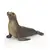 Schleich - Sea Lion (14933) / Toys