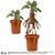 HARRY POTTER - Mandrake Electronic Interactive Plush - 40cm