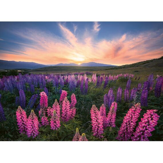 Ravensburger - Puzzle Lupins 500p (12000688) / Toys - Puzzles - Gifts - Techbox