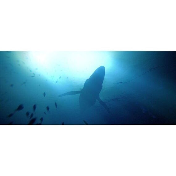 Under The Waves / PlayStation 4 - PS4 Games - Games - Techbox