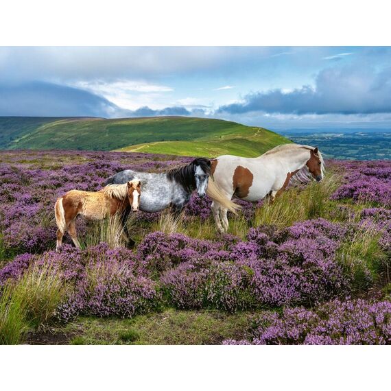 Ravensburger - Wild Horses 2000p (12001751) / Toys