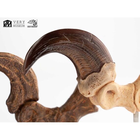 Jurassic Park ECC Elite Creature Line Statue Velociraptor Foot Claw and Fossil Claw Set 20 cm