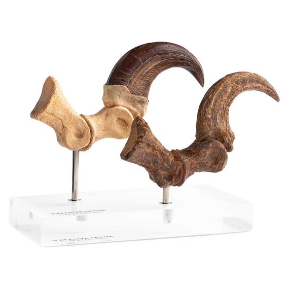 Jurassic Park ECC Elite Creature Line Statue Velociraptor Foot Claw and Fossil Claw Set 20 cm