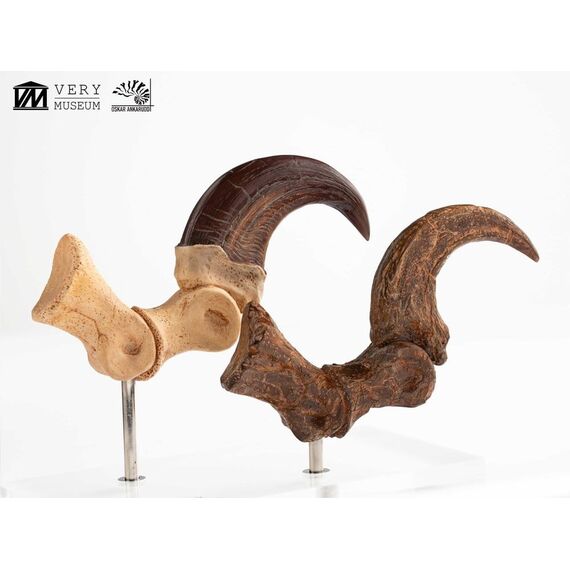 Jurassic Park ECC Elite Creature Line Statue Velociraptor Foot Claw and Fossil Claw Set 20 cm