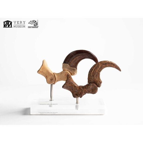 Jurassic Park ECC Elite Creature Line Statue Velociraptor Foot Claw and Fossil Claw Set 20 cm