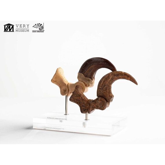 Jurassic Park ECC Elite Creature Line Statue Velociraptor Foot Claw and Fossil Claw Set 20 cm