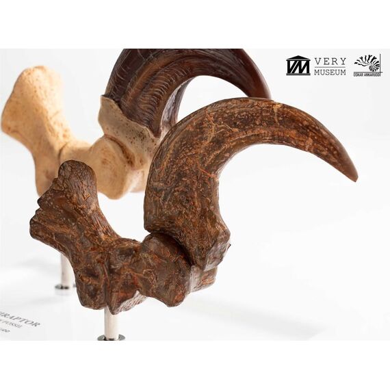 Jurassic Park ECC Elite Creature Line Statue Velociraptor Foot Claw and Fossil Claw Set 20 cm