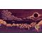 Chronicles of 2 Heroes: Amaterasu's Wrath (Collector's Edition) / PlayStation 4 - PS4 Games - Games - Techbox