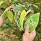 Healthy Plant Book / Gadgets - Αταξινόμητα -  - Techbox