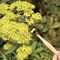 Pollination Wand / Gadgets - Αταξινόμητα -  - Techbox