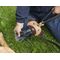 Poo Bag Carrier Dispenser (DIG07) / Gadgets