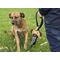 Poo Bag Carrier Dispenser (DIG07) / Gadgets