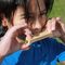 HUCKLEBERRY GRASS WHISTLE (HB18-F) / Gadgets