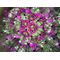 Huckleberry Kaleidoscope (HB15) / Gadgets - Αταξινόμητα -  - Techbox