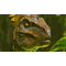 ARK: Survival Ascended / PlayStation 5 - PS5 Games - Games - Techbox