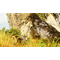 ARK: Survival Ascended / PlayStation 5 - PS5 Games - Games - Techbox