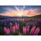 Ravensburger - Puzzle Lupins 500p (12000688) / Toys - Puzzles - Gifts - Techbox