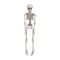 Halloween - Skeleton (50 cm) / Toys - Merchandise Seasonals - Various - Techbox
