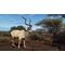Way of the Hunter - Wild Expeditions / PlayStation 5 | Techbox