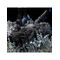 The Lord of the Rings - Nazgul on Horse Deluxe Statue Scale 1/10 / Fan Shop and Merchandise |  Techbox