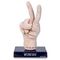 Wednesday Thing assorted plush toy 25cm - Plushies - Gifts - Techbox