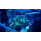 Finding Frankie (Day 1 Edition) (Winning  Edition) / PlayStation 5 | Techbox