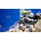 SD Gundam Battle Alliance (Import) / PlayStation 5 | Techbox