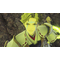 Xenoblade Chronicles 3 / Nintendo Switch - Nintendo Switch Games - Games - Techbox