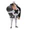 One Piece Extra Bartholomew Kuma The Grandline Series figure 17cm |  Techbox