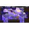 Shovel Knight: Treasure Trove / Nintendo Switch - Nintendo Switch Games - Games - Techbox