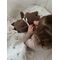 Vanilla Copenhagen - Music Mobile - Rabbit - Wood (MUSR8124) / Toys
