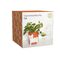 Winkee - Flower pot bowl - Flower pot cat - 13 cm / Gadgets