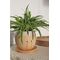 Winkee - Crying Plant Pot - Planter / Gadgets