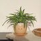 Winkee - Crying Plant Pot - Planter / Gadgets