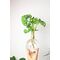 Winkee - Hydro Vase Flora / Gadgets