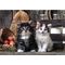 High Quality Lovely Kittens puzzle 1000pcs |  Techbox
