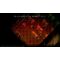 Yomawari: Lost in the Dark - Deluxe Edition / Nintendo Switch - Nintendo Switch Games - Games - Techbox