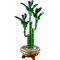 LEGO - Botanicals - Lucky Bamboo (10344) / Toys - Lego - Collectibles - Techbox
