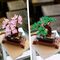 LEGO Creator Expert - Bonsai Tree (10281) / Toys - Lego - Collectibles - Techbox